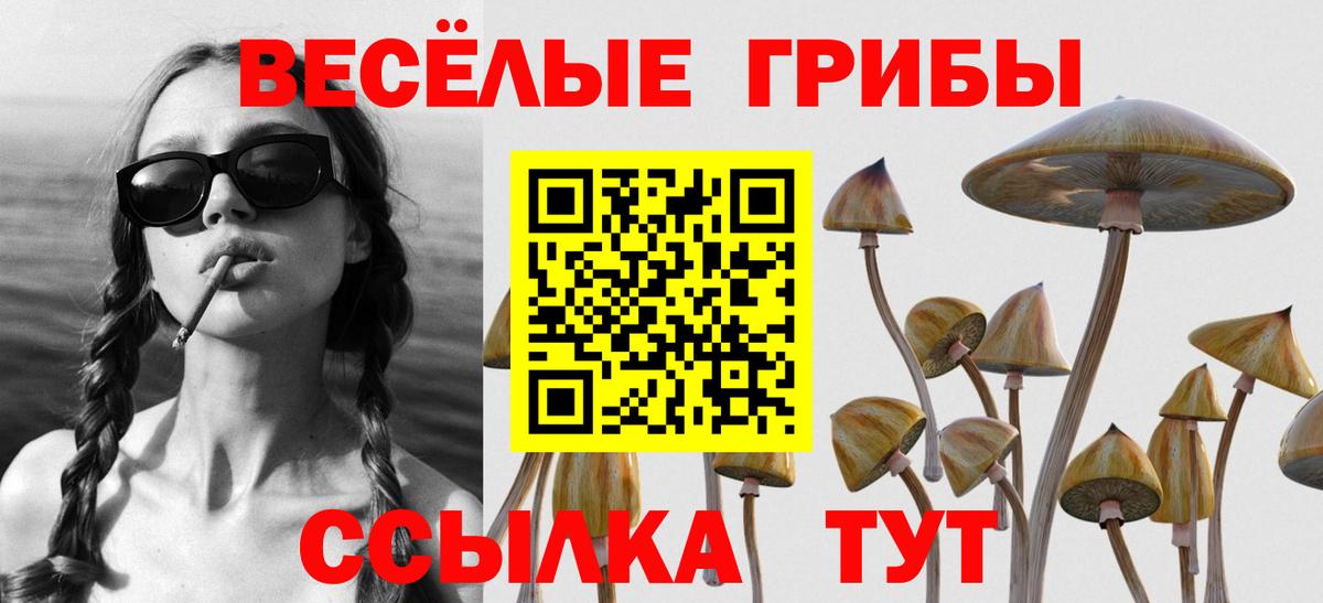 Галлюциногенные грибы Psilocybe  закладки  Тында  Вход с VPN 